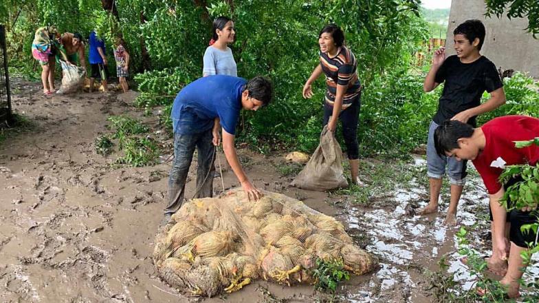 ¡Para el mole!: rapiñan pollos en Sinaloa de camión accidentado