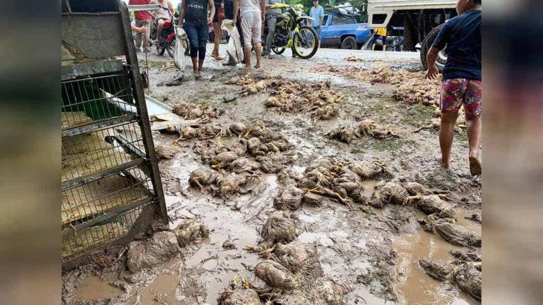 ¡Para el mole!: rapiñan pollos en Sinaloa de camión accidentado