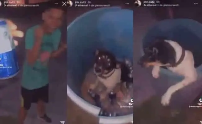 VIDEO. Torturan a perrito bañándolo con hielo