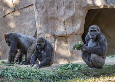 Gorilas del zoológico de Atlanta dan positivo a covid