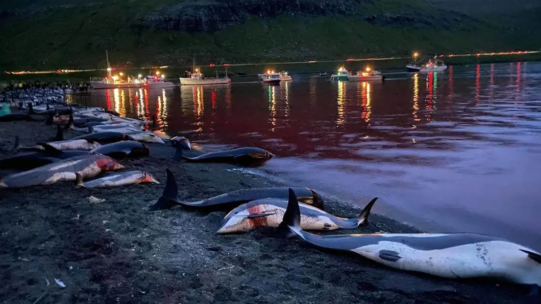 VIDEO. Matan más de mil 400 delfines como parte de una tradición