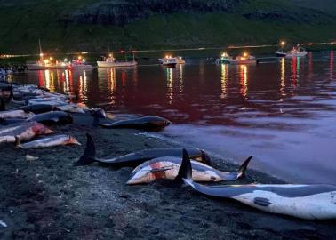 VIDEO. Matan más de mil 400 delfines como parte de una tradición