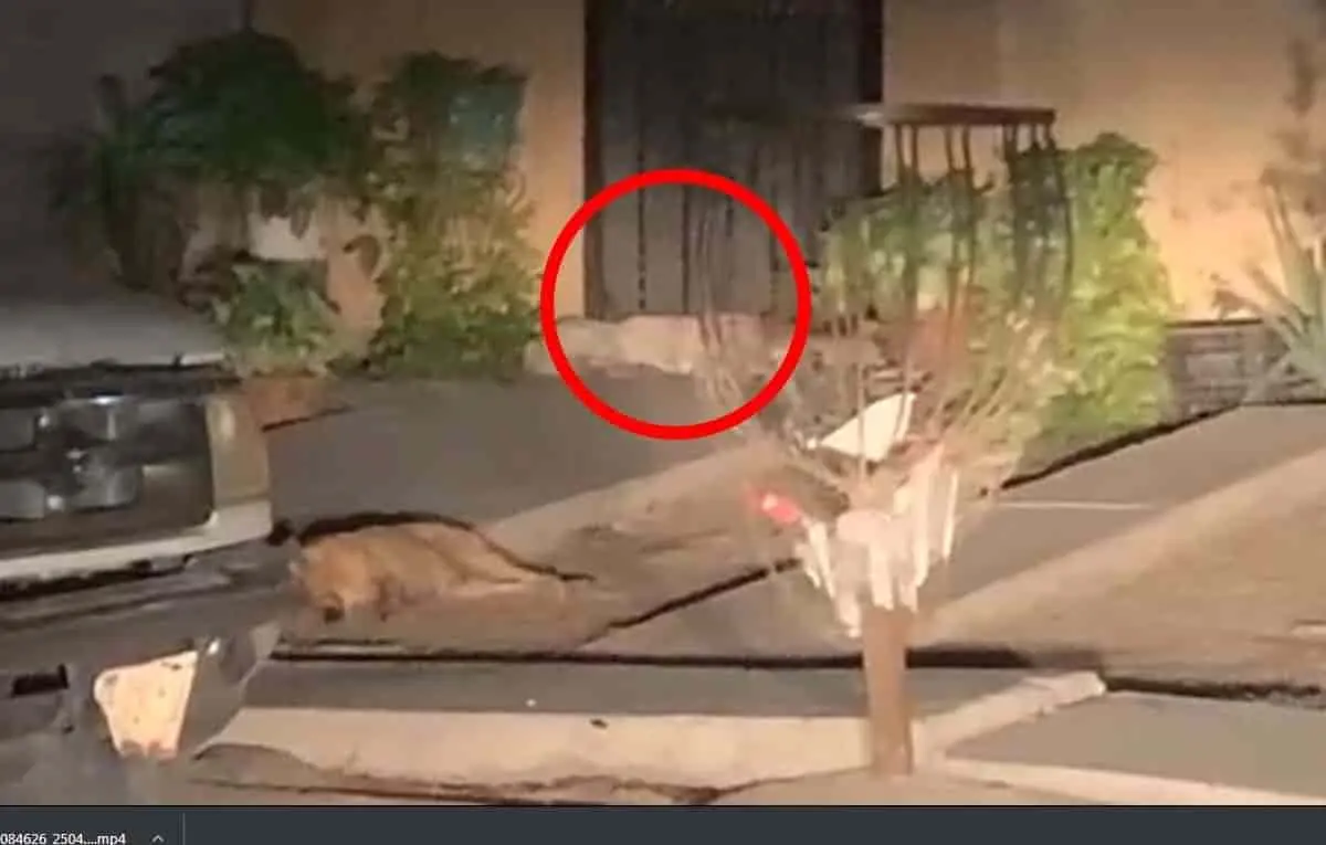 VIDEO. Perro muerde el rostro de una niña de 5 años en Hermosillo