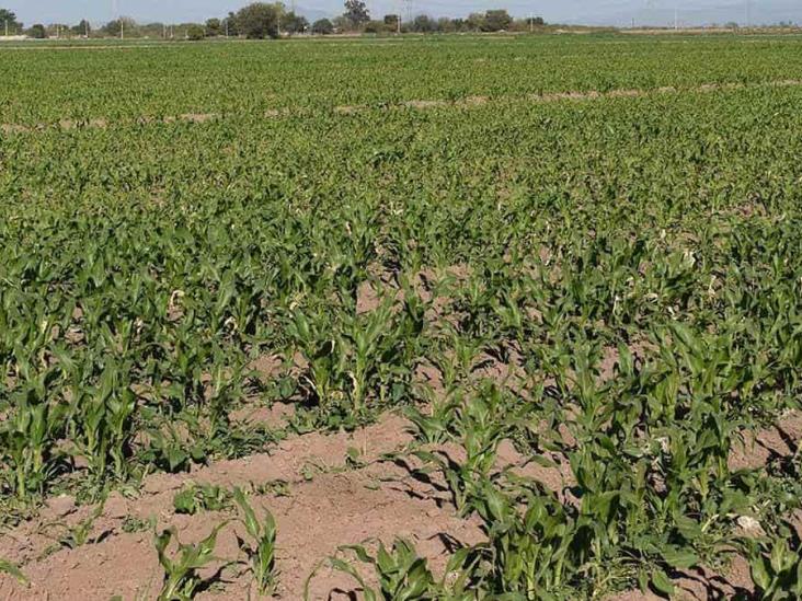 Bajará superficie de maíz Bajará superficie de maíz