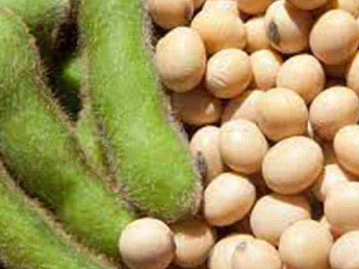 Cultivos de verano tienen buen desarrollo Cultivos de verano tienen buen desarrollo