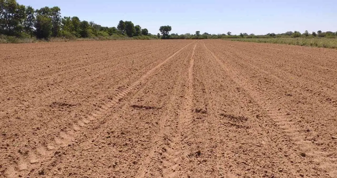 Nada para oleaginosas