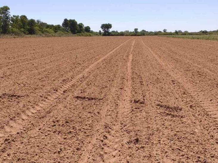Nada para oleaginosas Nada para oleaginosas