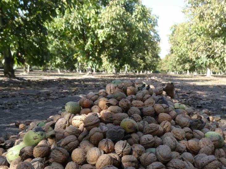 Inicia cosecha de nuez Inicia cosecha de nuez