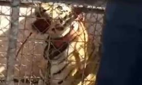 VIDEO: Aseguran tigre de Bengala durante cateo en Puerto Libertad VIDEO: Aseguran tigre de Bengala durante cateo en Puerto Libertad