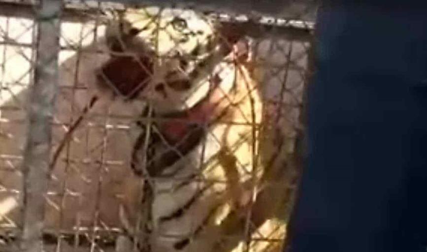 VIDEO: Aseguran tigre de Bengala durante cateo en Puerto Libertad