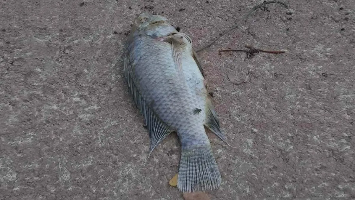 Peces en Laguna del Náinari mueren por falta de oxigenación