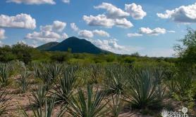 Buscan fortalecer la Ruta del Bacanora Buscan fortalecer la Ruta del Bacanora