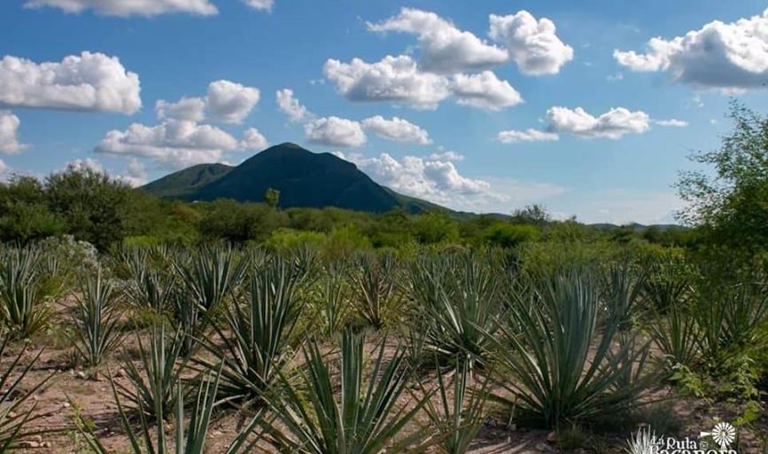 Buscan fortalecer la Ruta del Bacanora