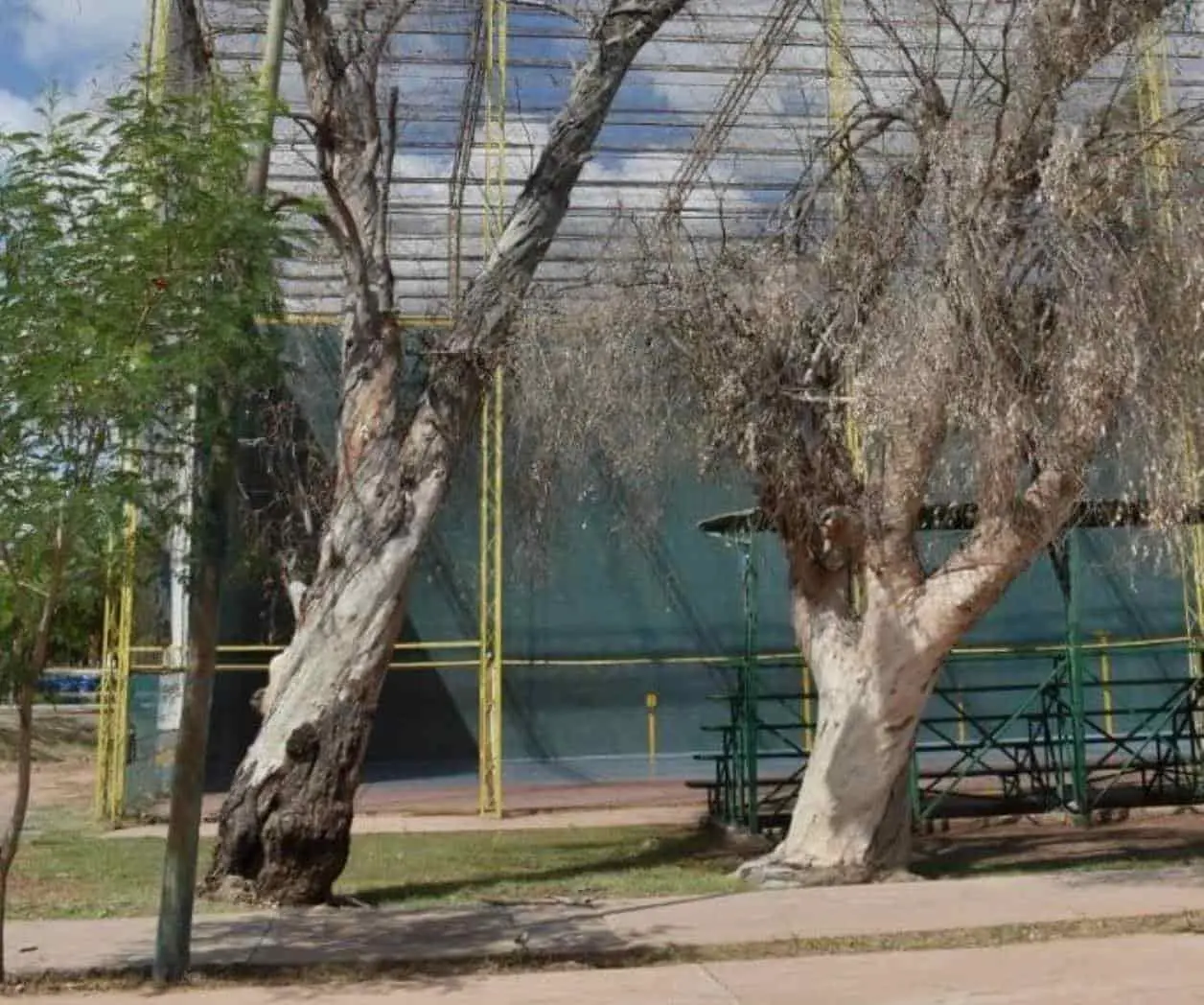 Tendrán troncos secos una nueva imagen