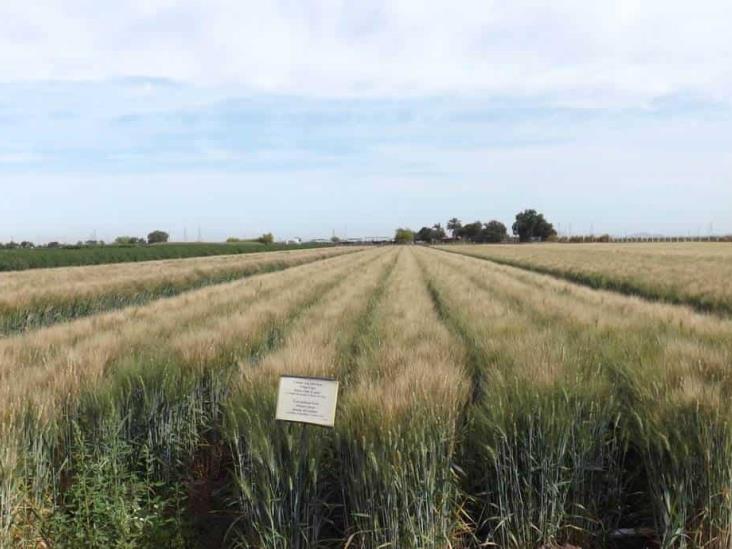 Trigo, única opción debido a la falta de agua en Sonora Trigo, única opción debido a la falta de agua en Sonora