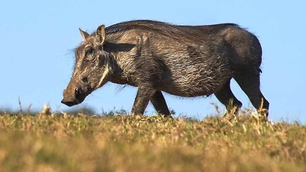 Cazador muere tras el ataque de un jabalí