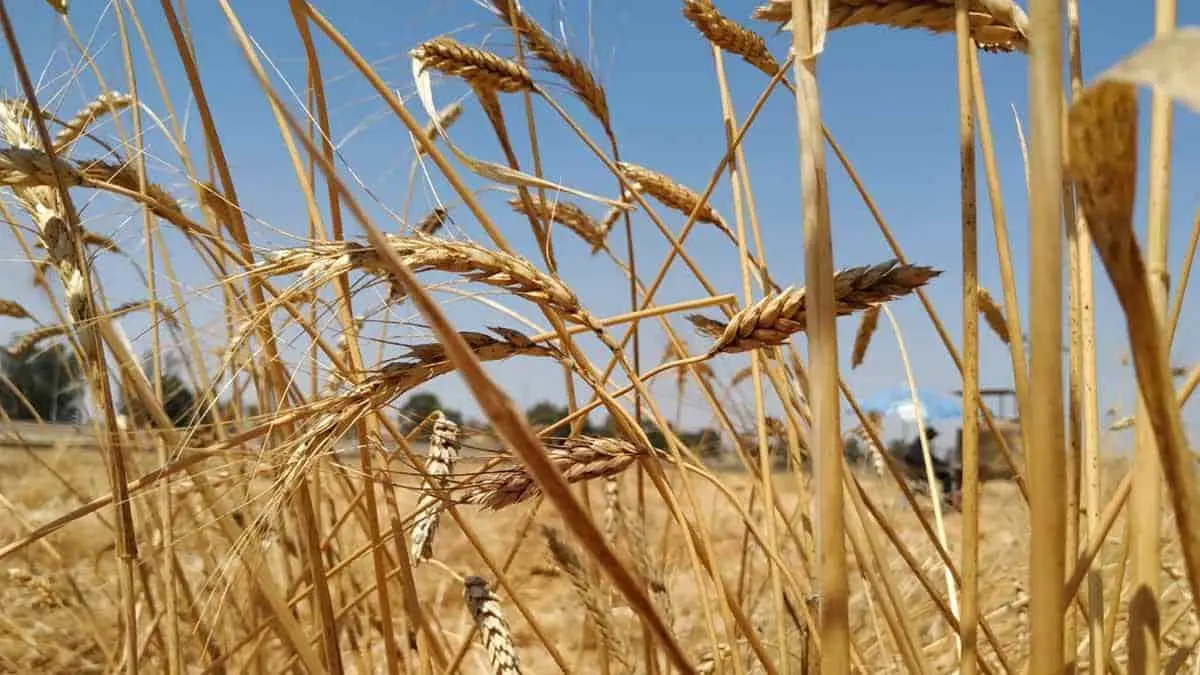 Habrá puro trigo