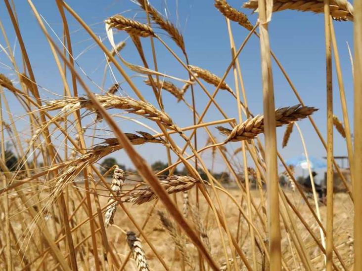Habrá puro trigo Habrá puro trigo
