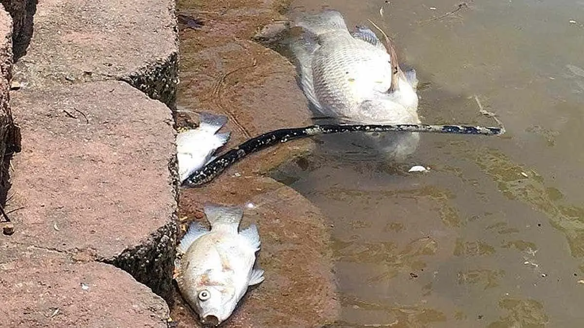 Continúan apareciendo peces muertos en Laguna del Náinari