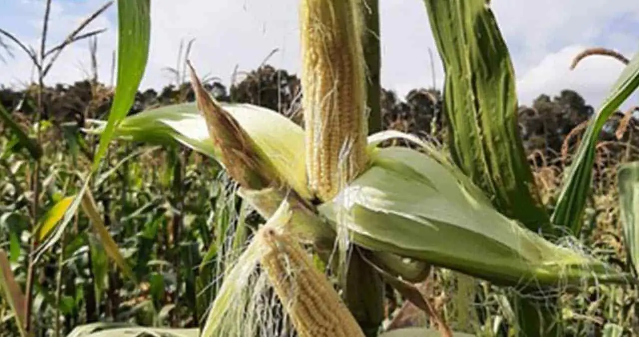Desarrolla Colpos variedades mejoradas de maíz palomero