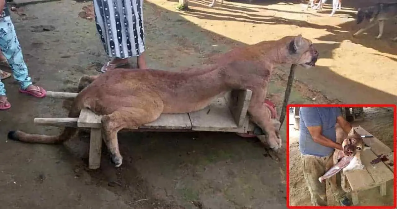 Sacrifican a puma en Chiapas