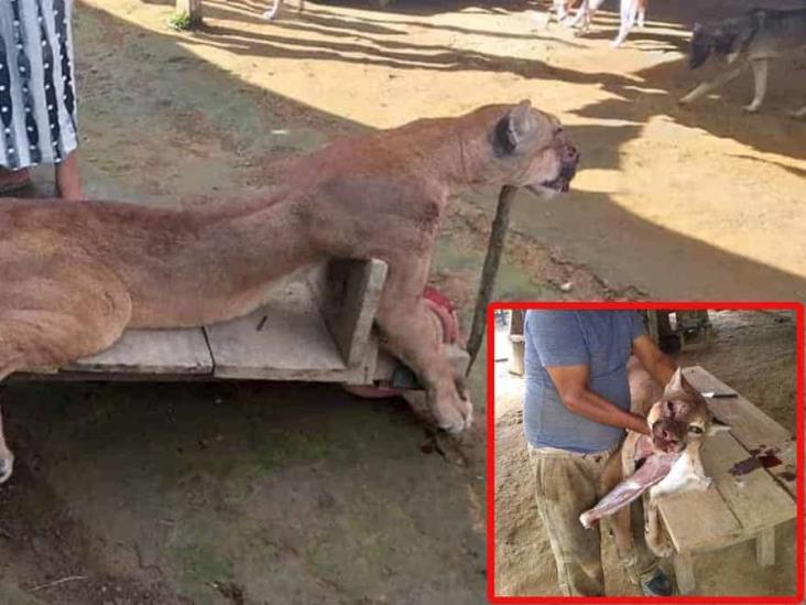 Sacrifican a puma en Chiapas Sacrifican a puma en Chiapas
