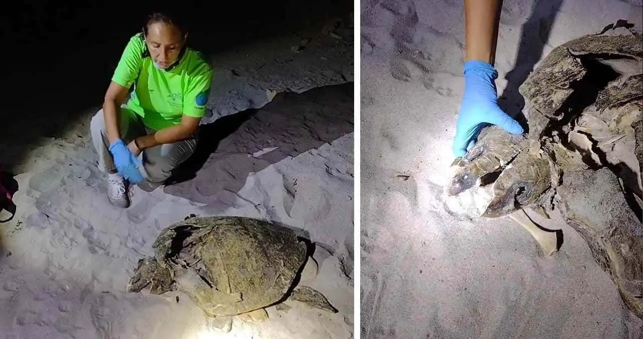 En peligro tortugas por reisers en Guaymas
