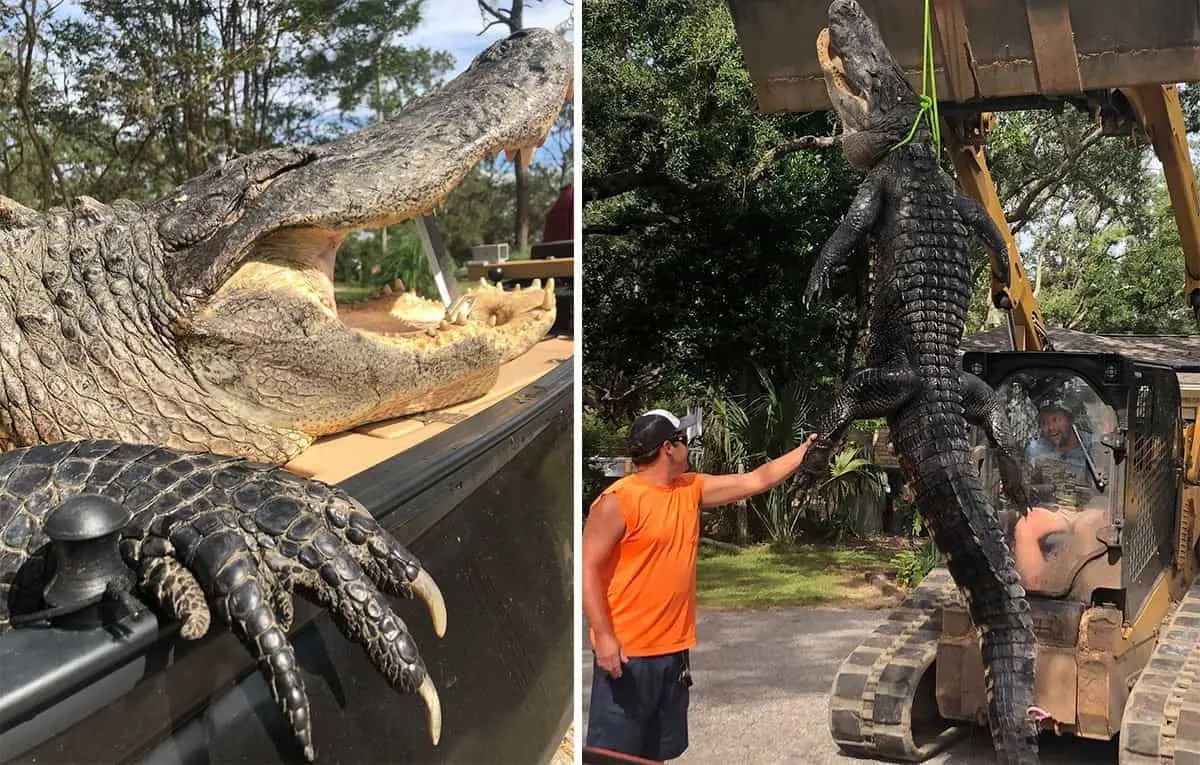 Atrapan a enorme caimán en Florida