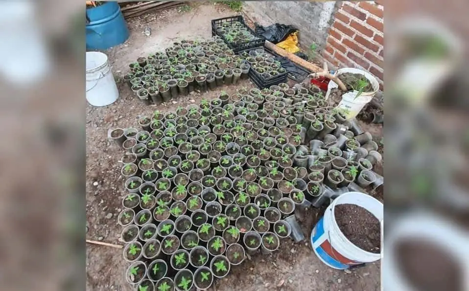 Descubren invernadero de mariguana en Sinaloa