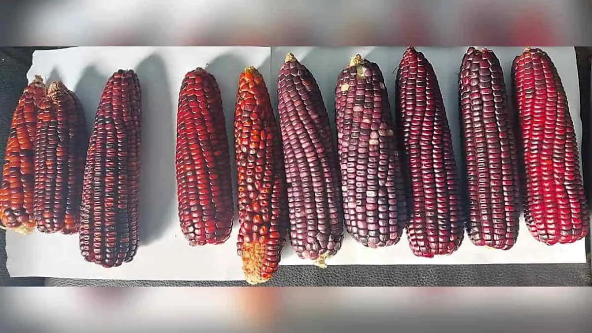En Loma de Bácum siembran cultivos orgánicos