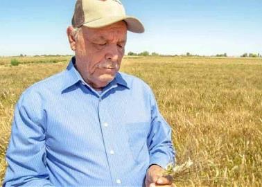 La escasez de agua limitará la siembra de trigo
