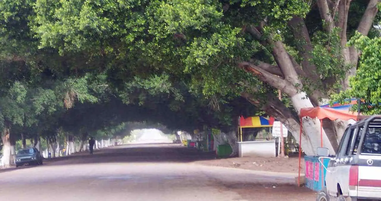 Faltan bosques en las ciudades