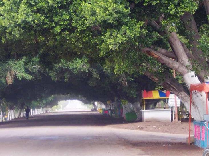 Faltan bosques en las ciudades Faltan bosques en las ciudades