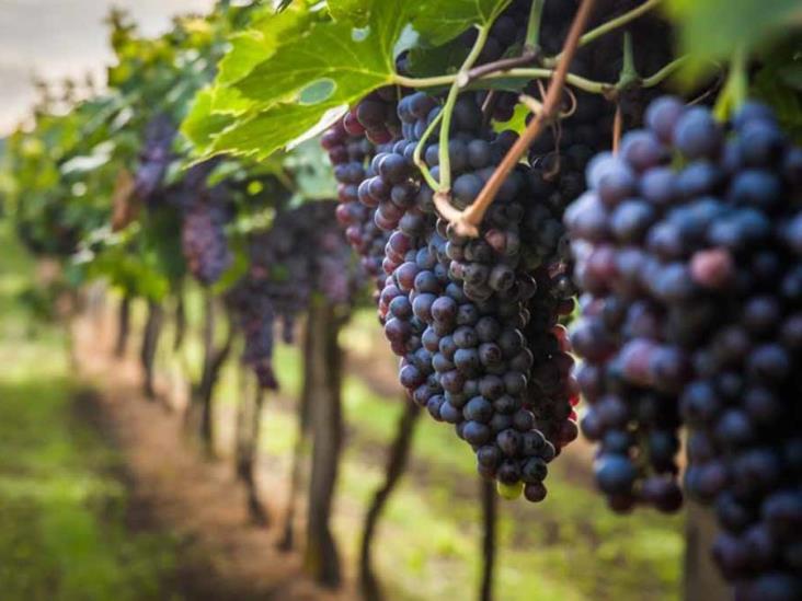 Impulsa México vitivinicultura Impulsa México vitivinicultura