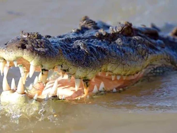Cocodrilo devora a niña de 8 años Cocodrilo devora a niña de 8 años