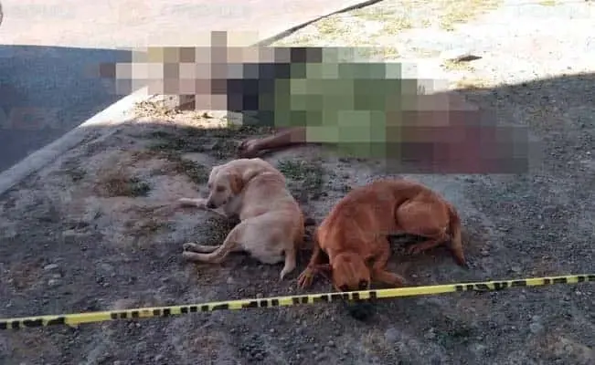 Pierde la vida debajo de puente y sus perros cuidaban su cadáver