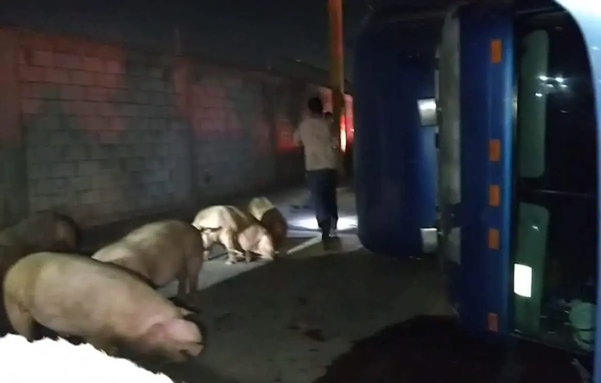 Se vuelca tráiler que transportaba cerdos en Ciudad Obregón