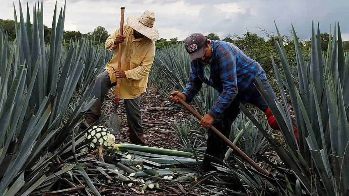 Productores de bacanora van por la certificación