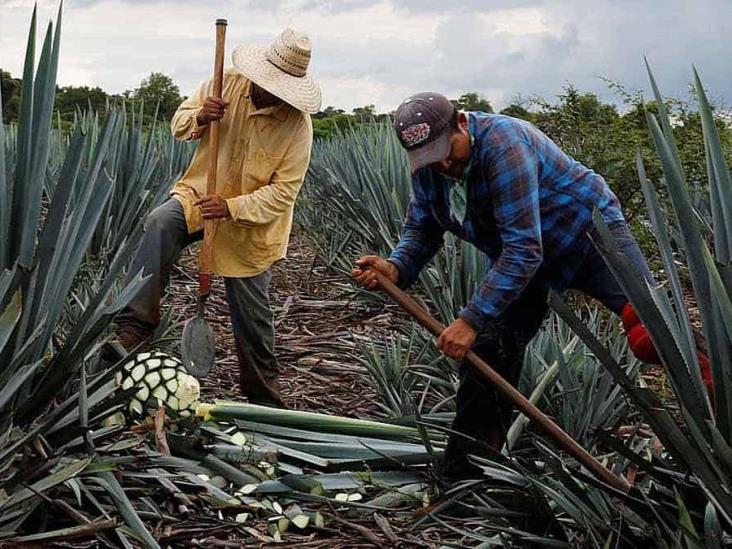 Productores de bacanora van por la certificación Productores de bacanora van por la certificación