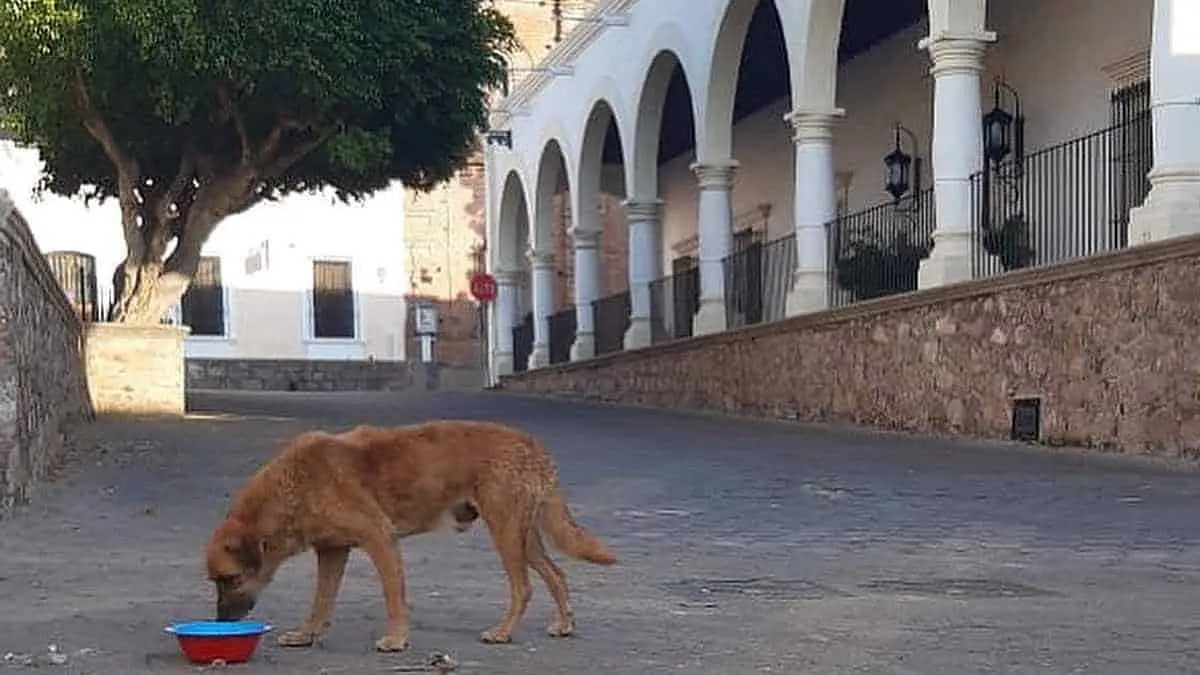Abundan los perros callejeros en la Ciudad de los Portales