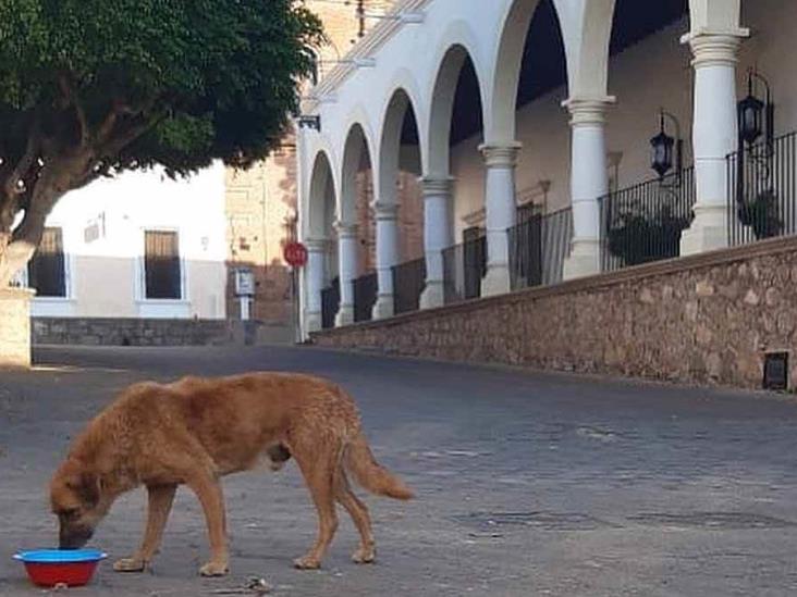 Abundan los perros callejeros en la Ciudad de los Portales Abundan los perros callejeros en la Ciudad de los Portales
