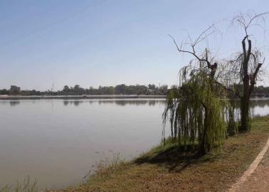 Afecta plaga a los árboles de la Laguna