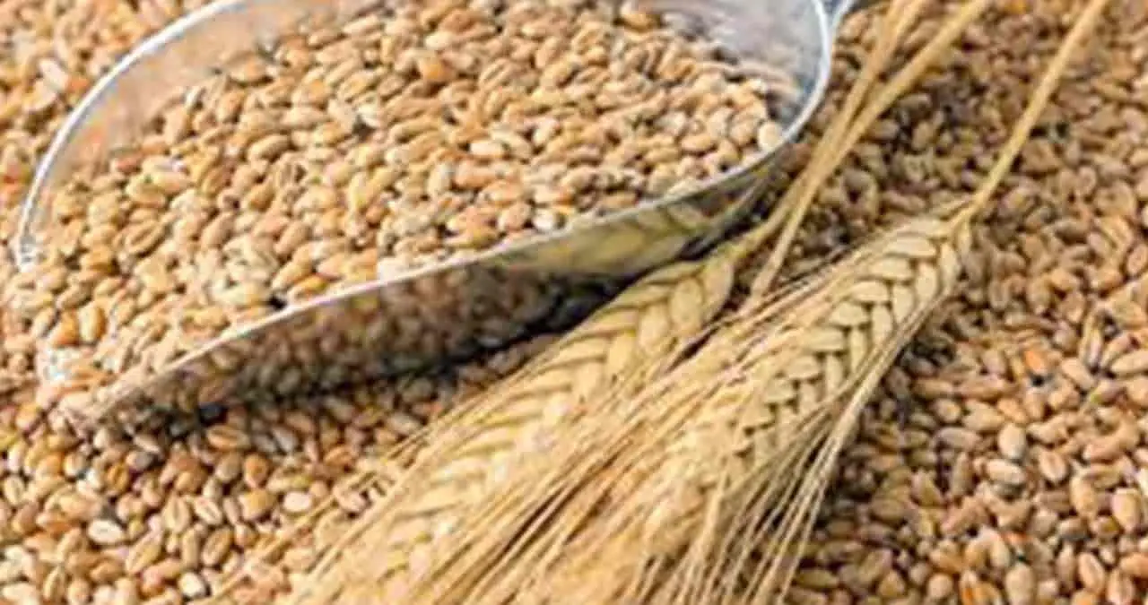 Granos enteros: Fuente de la vida