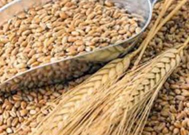Granos enteros: Fuente de la vida Granos enteros: Fuente de la vida