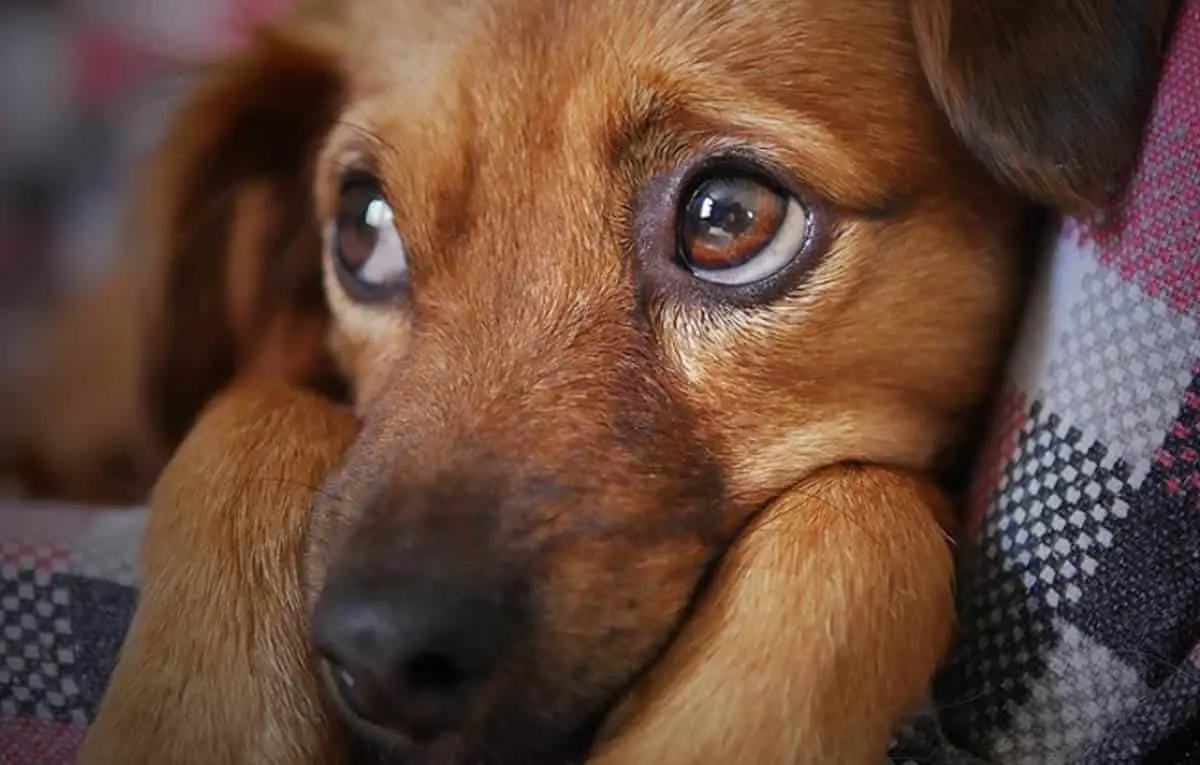 Mueren 30 perritos en voraz incendio