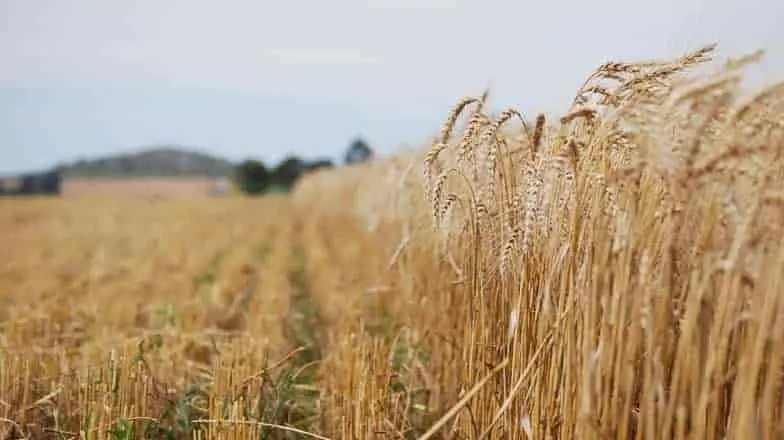 Fluyen créditos al campo