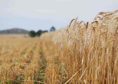 Fluyen créditos al campo