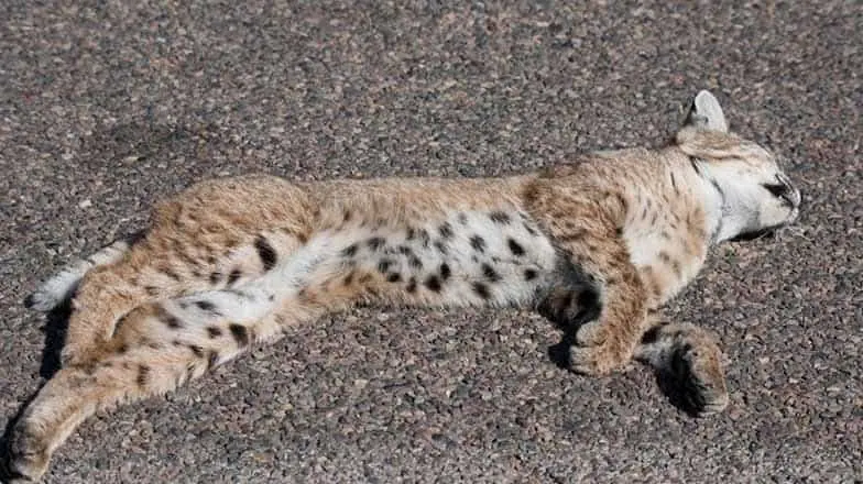 Crece mortandad de fauna en carretera Navojoa-Álamos
