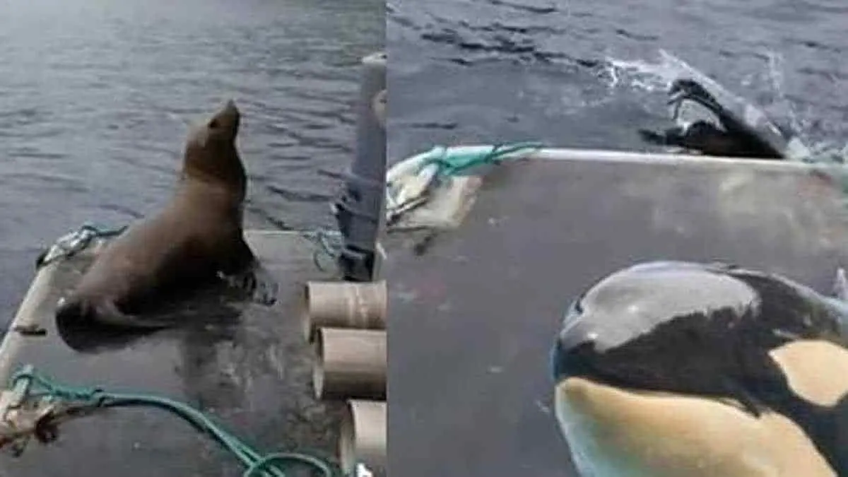 Echa de su bote a león marino asediado por ballenas asesinas