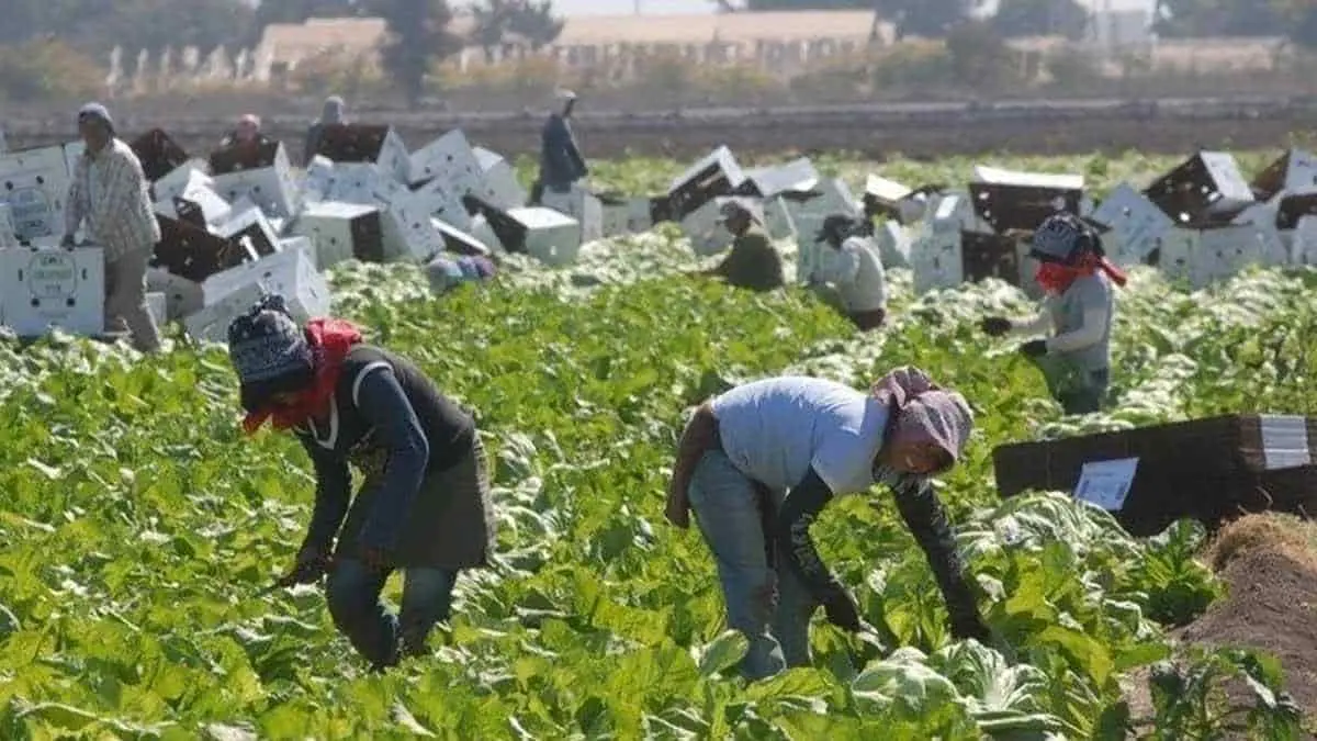 Vigilarán la situación laboral de los jornaleros de Sonora